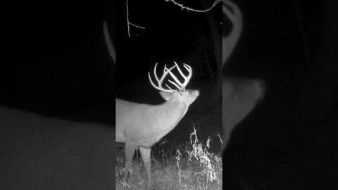 That Lip Curl….Public Land Buck Located!