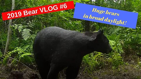 Bear Hunting Vlog #6