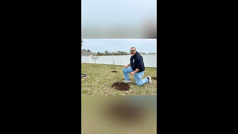 Planting a blueberry bush