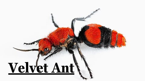 The Killer Velvet Ant