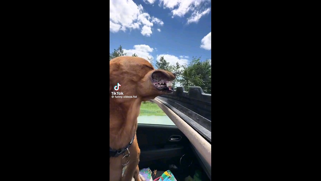 Funny Dog Fail Watch as the Wind Blows the Dog's Mouth!