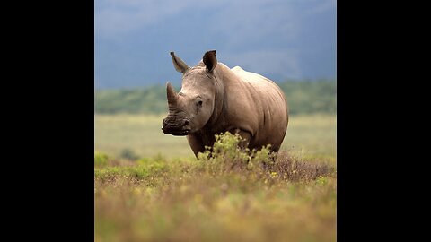 Rhinoceros vs Lion