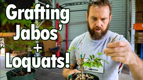 Unique Grafting Techniques w/ John Morton! Working with Jaboticabas and Loquats!