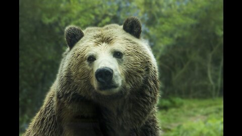 Bear in the Forest