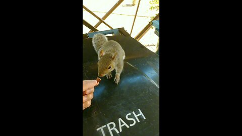 Mika The Squirrel likes to take food from my hand 🐿️❤️.