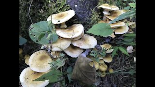 Foraging and Processing Wild Honey Mushrooms