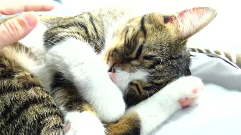 Kitten Sleeps with the Paw on His Nose