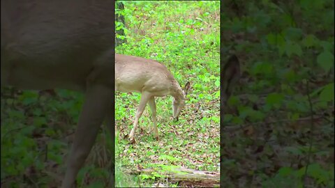 Deer in the forest