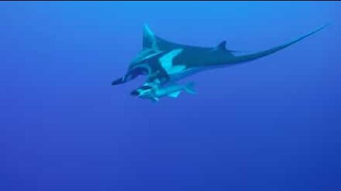 Giant manta ray and remora together