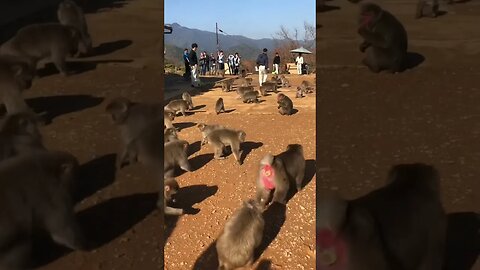 Monkeys! Everywhere - Kyoto Japan #japan #lovejapan #japaneseculture