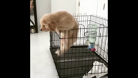 Tricky puppy