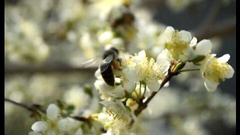 Flowering [relaxing video]