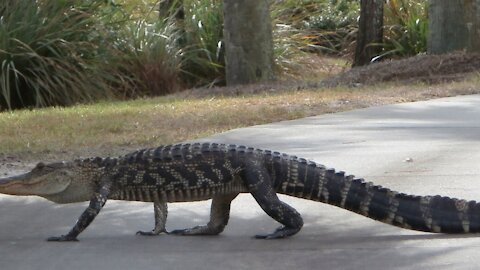 Unbelievable! An Alligator Jumping Over a Fence..(CLICK AND SEE) 👀