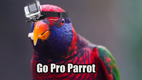 Parrot🦜 Films Spectacular Drone Like Footage with A GoPro Camera📷