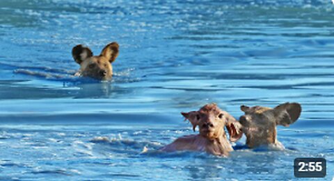 Wild Dogs Turn Into Crocodiles To Try Catch Baby Buck