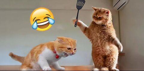 Funniest Animals 2023 😂 New Funny Cats and Dogs Videos 😻🐶 Part 1