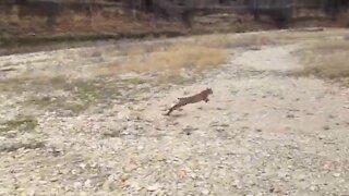 Texas Bobcat Release