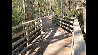 Wild Raccoon Scurries Past Human on Boardwalk