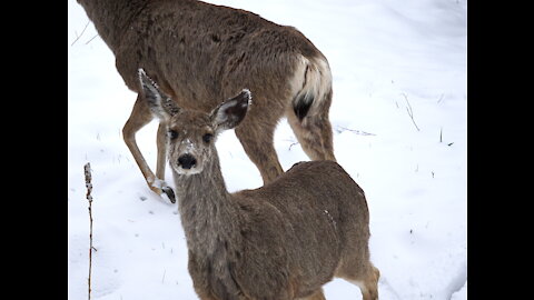 The mule deer of Estes Park, Colorado