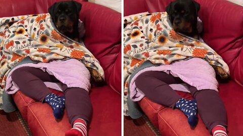 Blanket Illusion Turns This Woman Into A Rottweiler