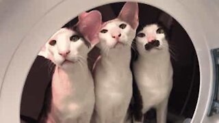 Ces trois chats jouent les astronautes dans une machine à laver