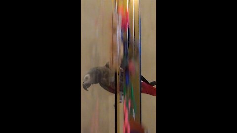 Thrill-seeking parrot slides down the shower door