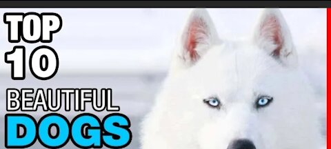 TOP 10 GORGEOUS DOGS