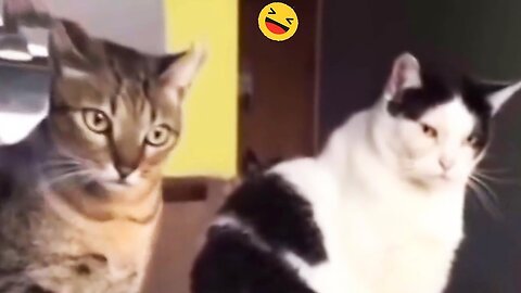 New Funny Animals 😂 Funniest Cats and Dogs Videos 😺🐶 Part 127