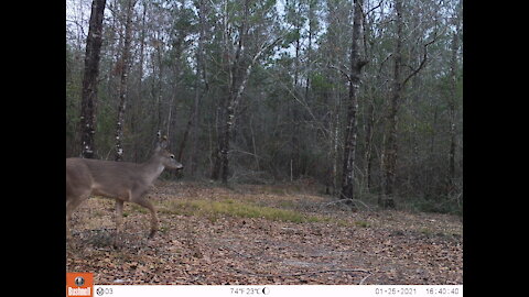 2021 Deer Cameras