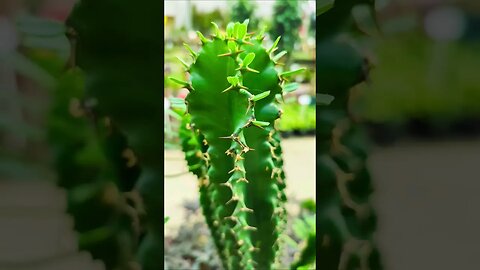 #short How to repot euphorbia ingens?🙂🌵 #cactus #euphorbia #houseplants