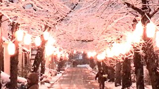 Snow piles up on a row of cherry blossom trees