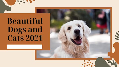 Beautiful Dogs and Cats 2021