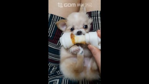 Baby puppy eating show