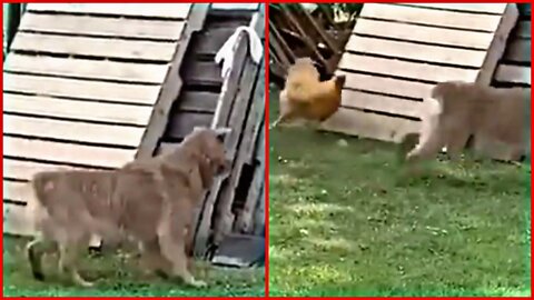 Chicken And a Dog Playing Hide | So Funny Video 😂