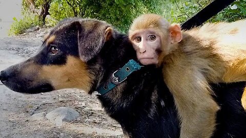 Monkey Attack On Dog|حمله شادی بالای سگ