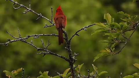 Birds 4k The Biggest Amazing Birds of The World Videos