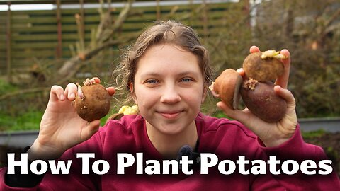 Planting Potatoes On My 1/2 Acre Homestead