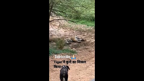 Tiger killed dog