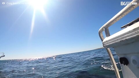 Sharks feast on whale carcass 6