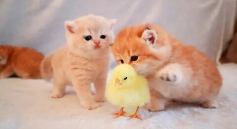 Kittens walk with a tiny chicken