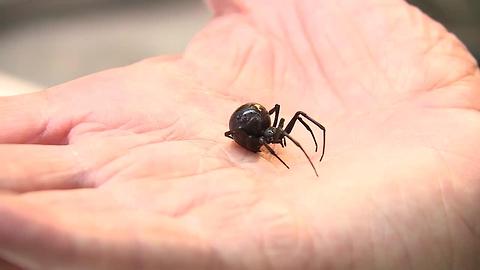 Northern black widow spider discovered in Brown County