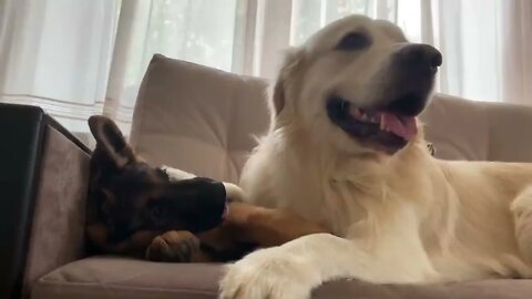 How the Golden Retriever and the German Shepherd Became Best Friends [Compilation]-10