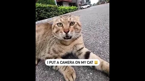 Imagine Putting a Camera on Your Cat Only to Find That He Bullies Other Cats