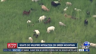 Goats do wildfire mitigation on Green Mountain