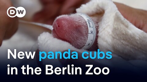 What China gains from panda cubs in Berlin | DW News