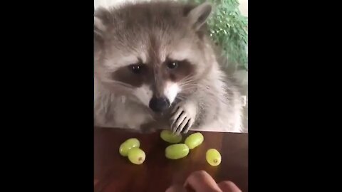 Raccoon: “don’t touch my grapes”