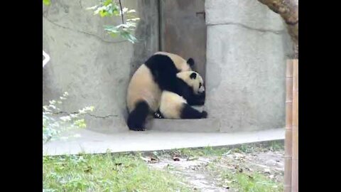 Cute Panda"s Make you feel calm and Relax