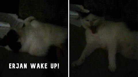 That's why it's better not to wake up a sleeping cat 😾