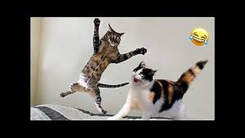 New Funny Animals 😂 Funniest Cats and Dogs Videos 😺🐶