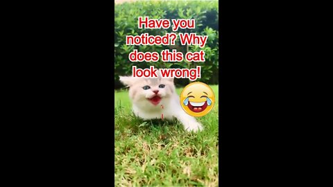 Funny animal videos - Do you see the problem with this cat? #shorts #animals #funny #ytshorts #cats